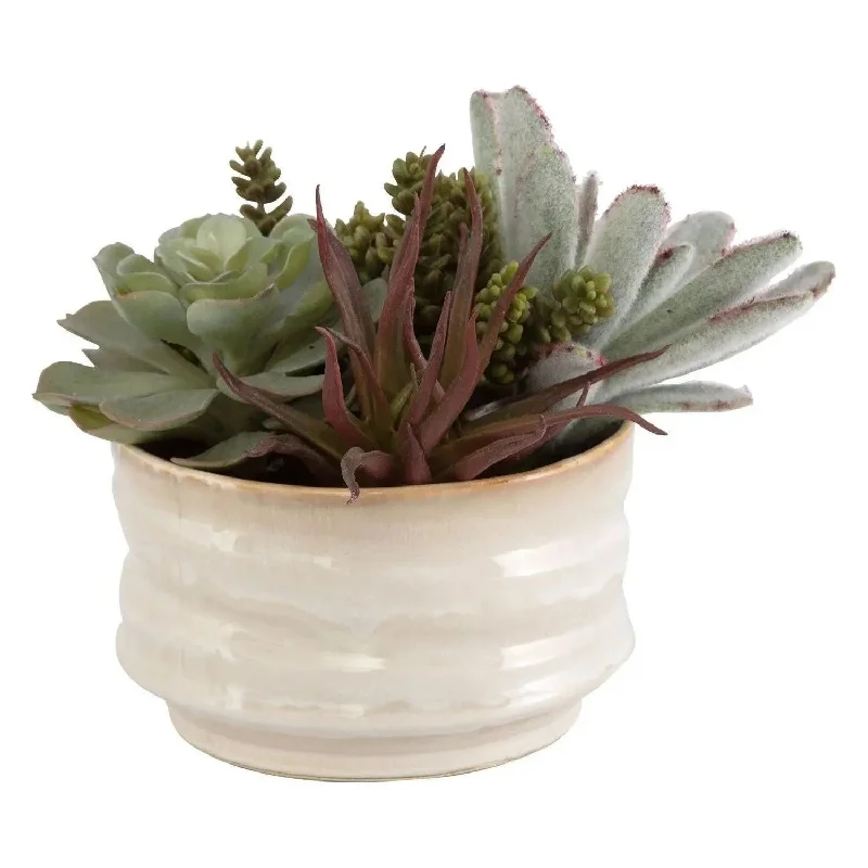 Track lighting for adding a touch of eleganceMesa Succulent Succulent Accent